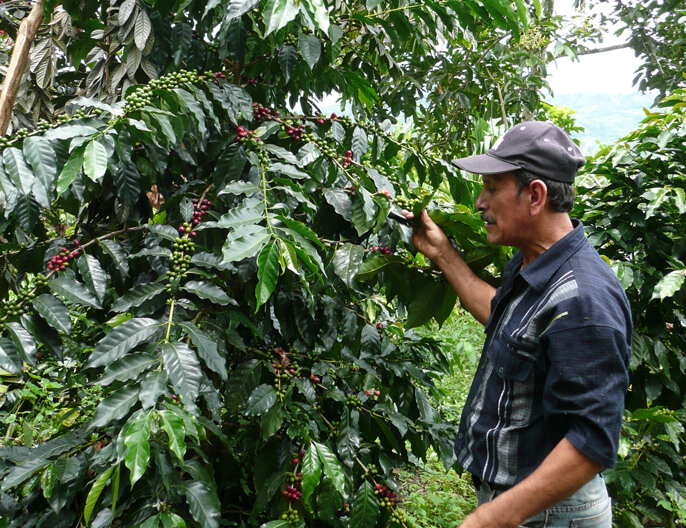 CafÃ©ier d'Equateur coopÃ©rative FAPECAFES cafÃ© grains 1kg